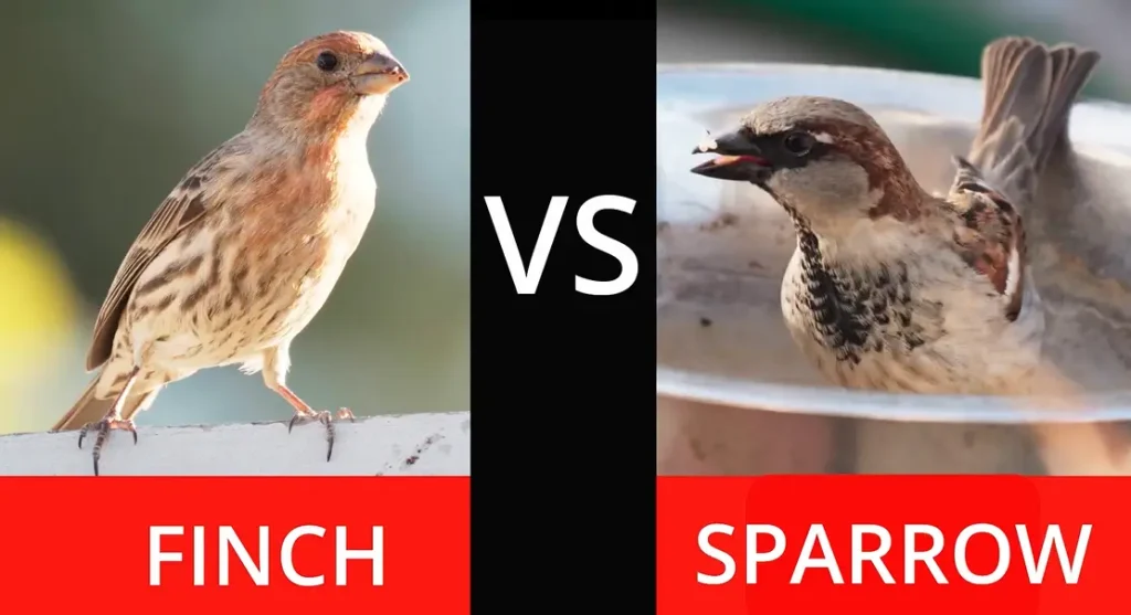 Sparrows and Finches