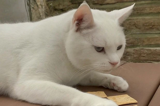 What are the Nutritional Needs of Cats
