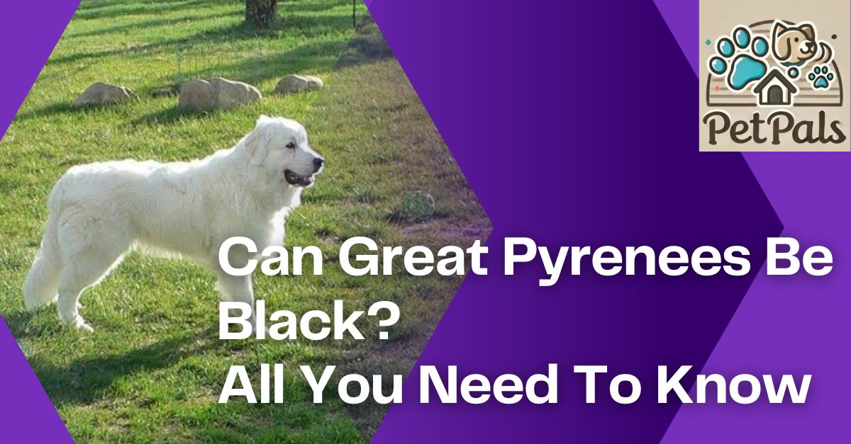 Can Great Pyrenees Be Black? All You Need To Know
