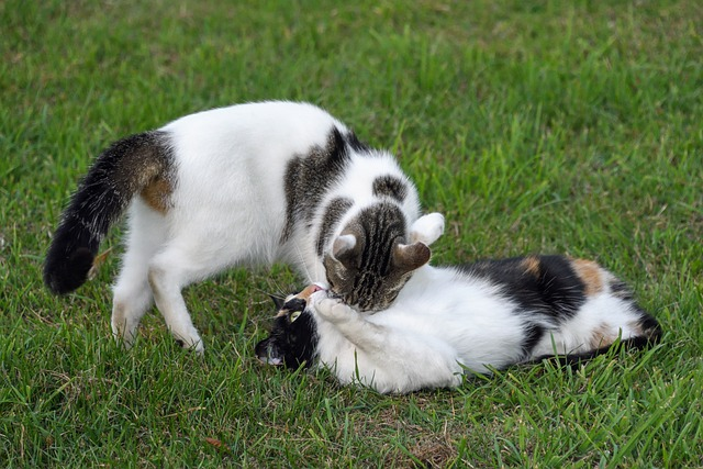 How Long Does It Take for Cats to Get Along?